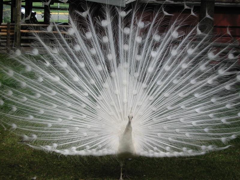 White Peacock Displaying — Calm, Afternoon