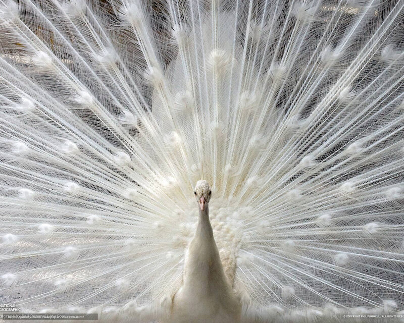 White Peacock Displaying — Calm, Photograph, Bird, Feathers