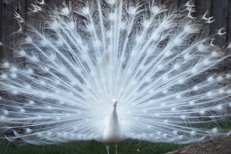 White Peacock Displaying — Calm, Photograph, Bird