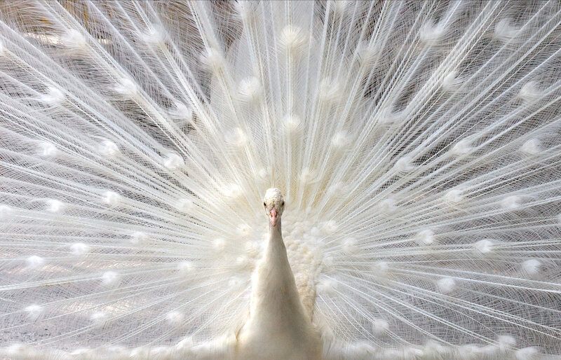 White Peacock Displaying — Calm, Photograph, Feathers, Bird