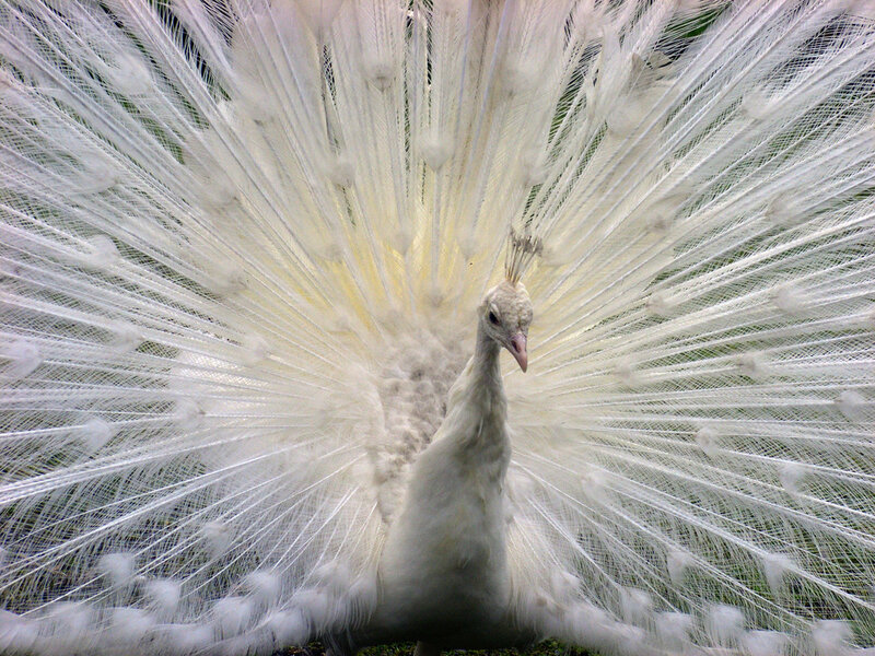 White Peacock Displaying — Calm, Photograph, Feathers