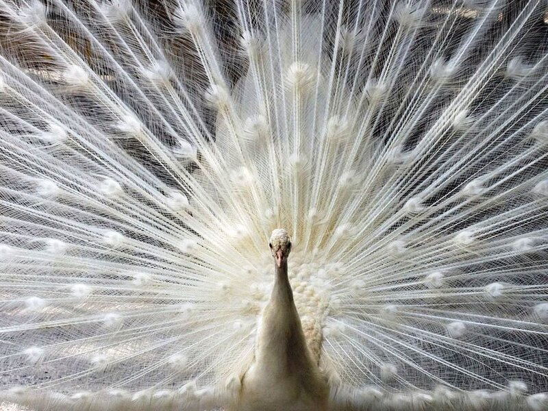 White Peacock Displaying — Calm, Photograph