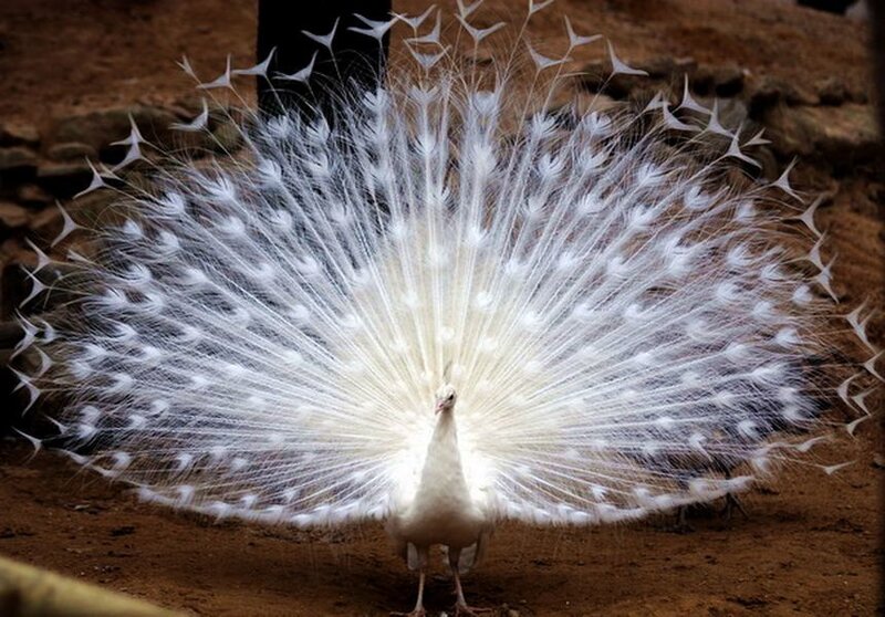 White Peacock Displaying — Calm