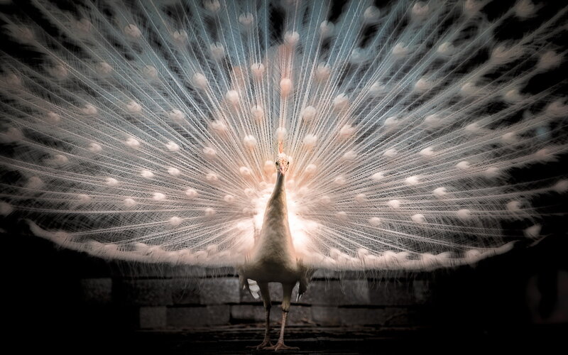 White Peacock Displaying — Dramatic, Night