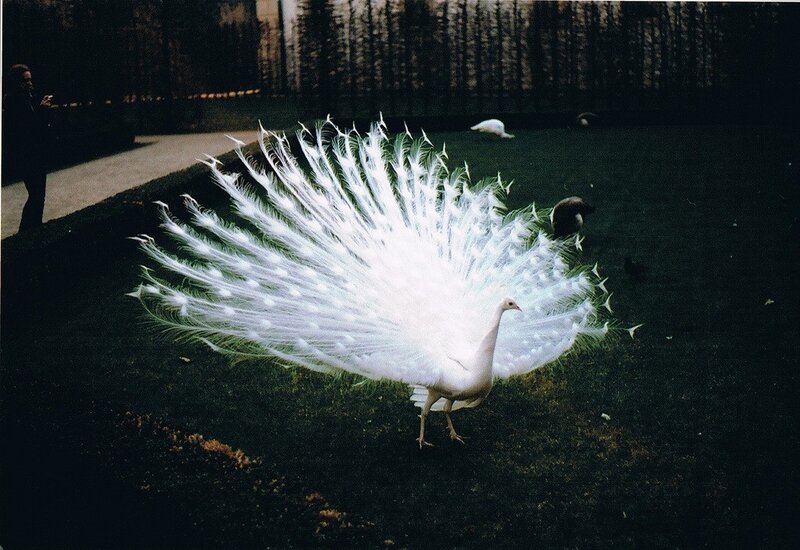 White Peacock Displaying — Dramatic, Photograph, Bird