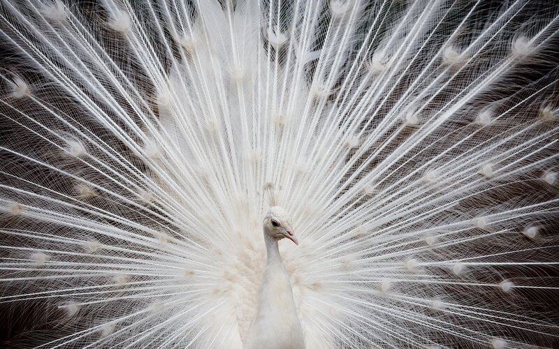 White Peacock Displaying — Dramatic, Photograph, Feathers, Bird