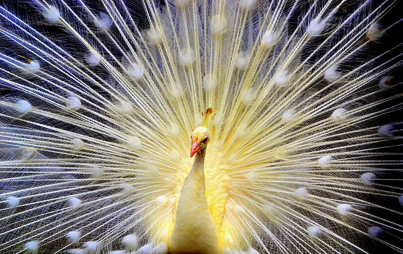 White Peacock Displaying — Dramatic, Photograph, Feathers, Black Background