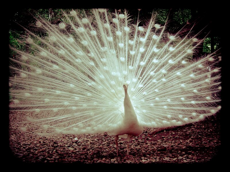 White Peacock Displaying — Dramatic, Photograph, Feathers, Gravel