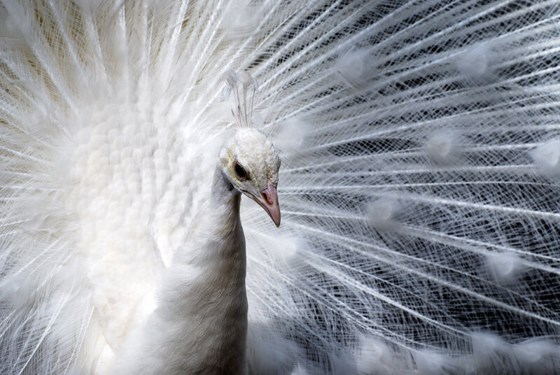 White Peacock Displaying — Dramatic, Photograph, Feathers