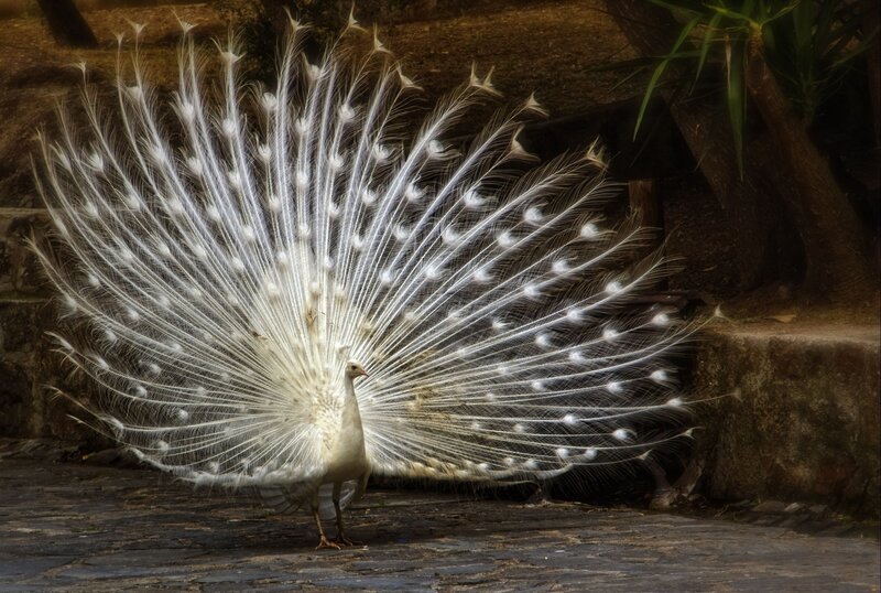 White Peacock Displaying — Dramatic, Photograph, Stone Ground