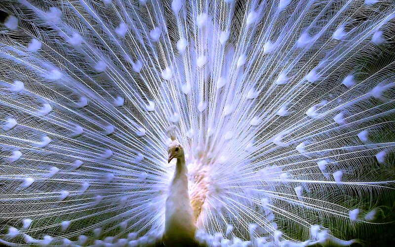 White Peacock Displaying — Dramatic, Photograph