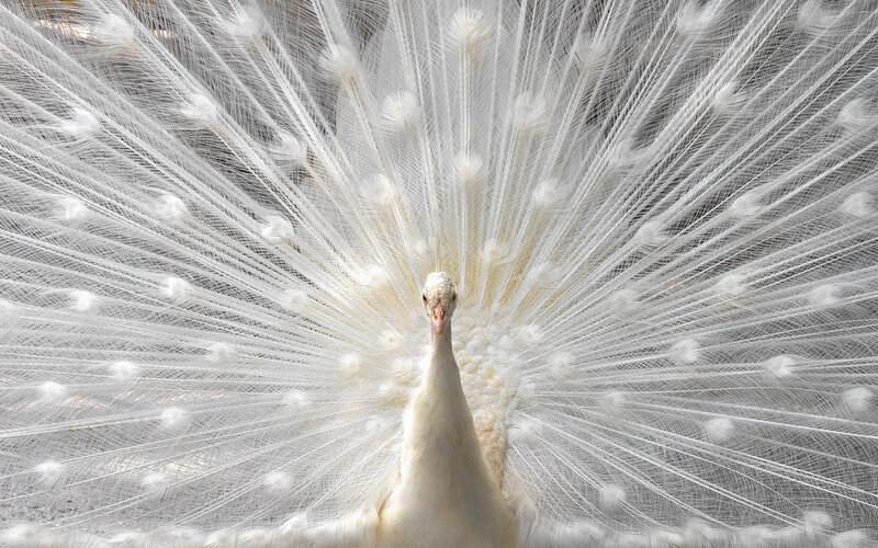 White peacock displaying feathers