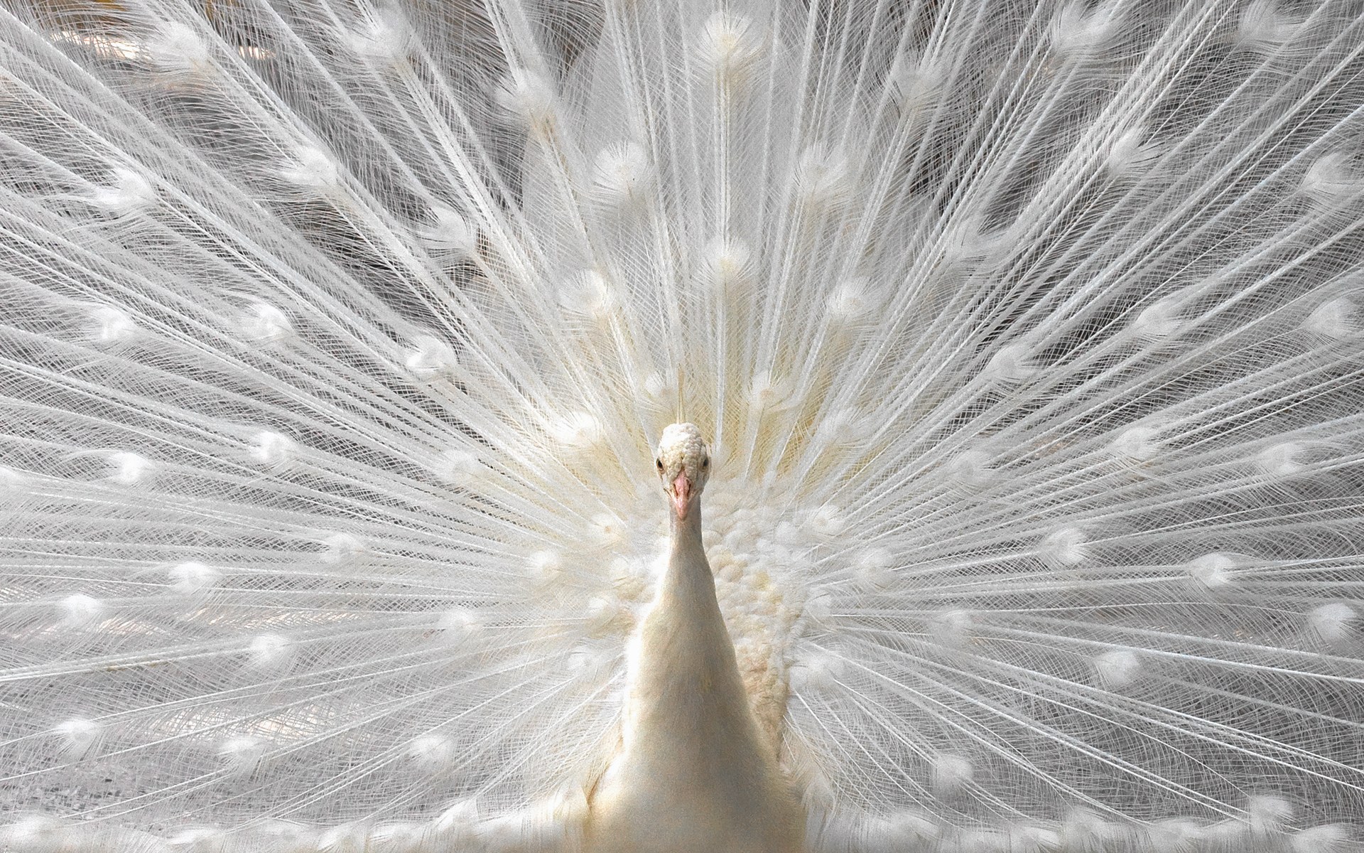 White peacock displaying feathers