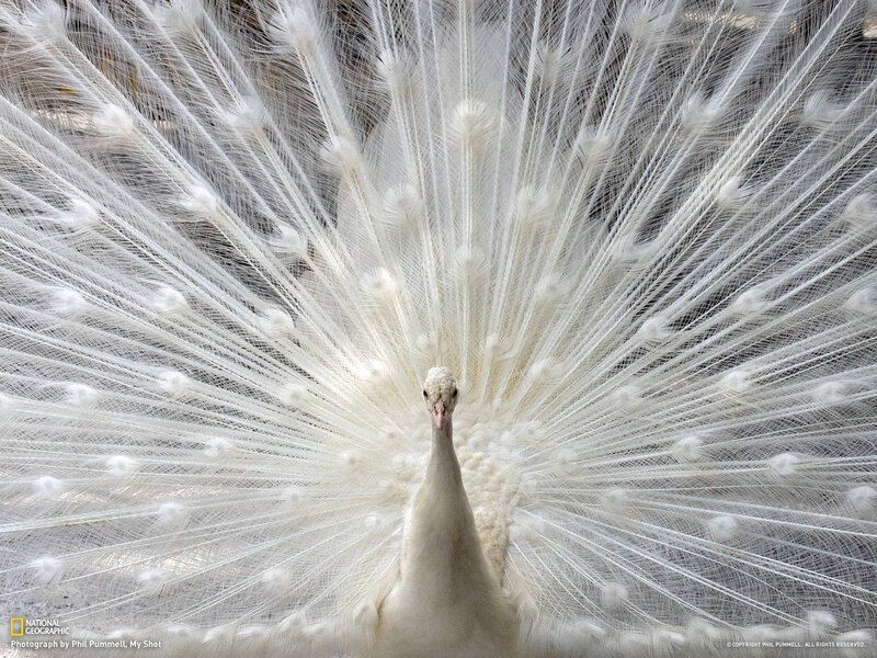 White peacock displaying feathers
