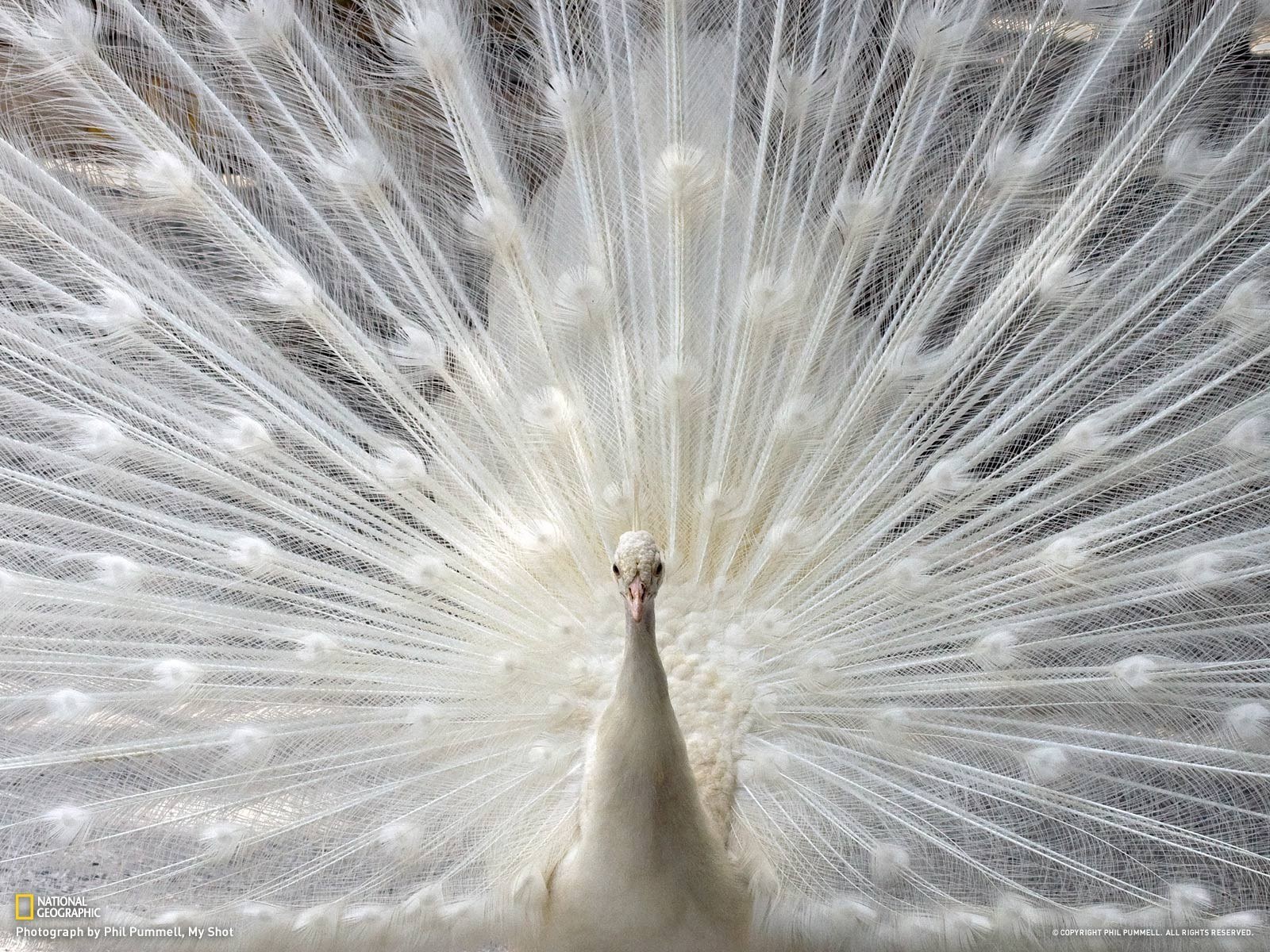 White peacock displaying feathers