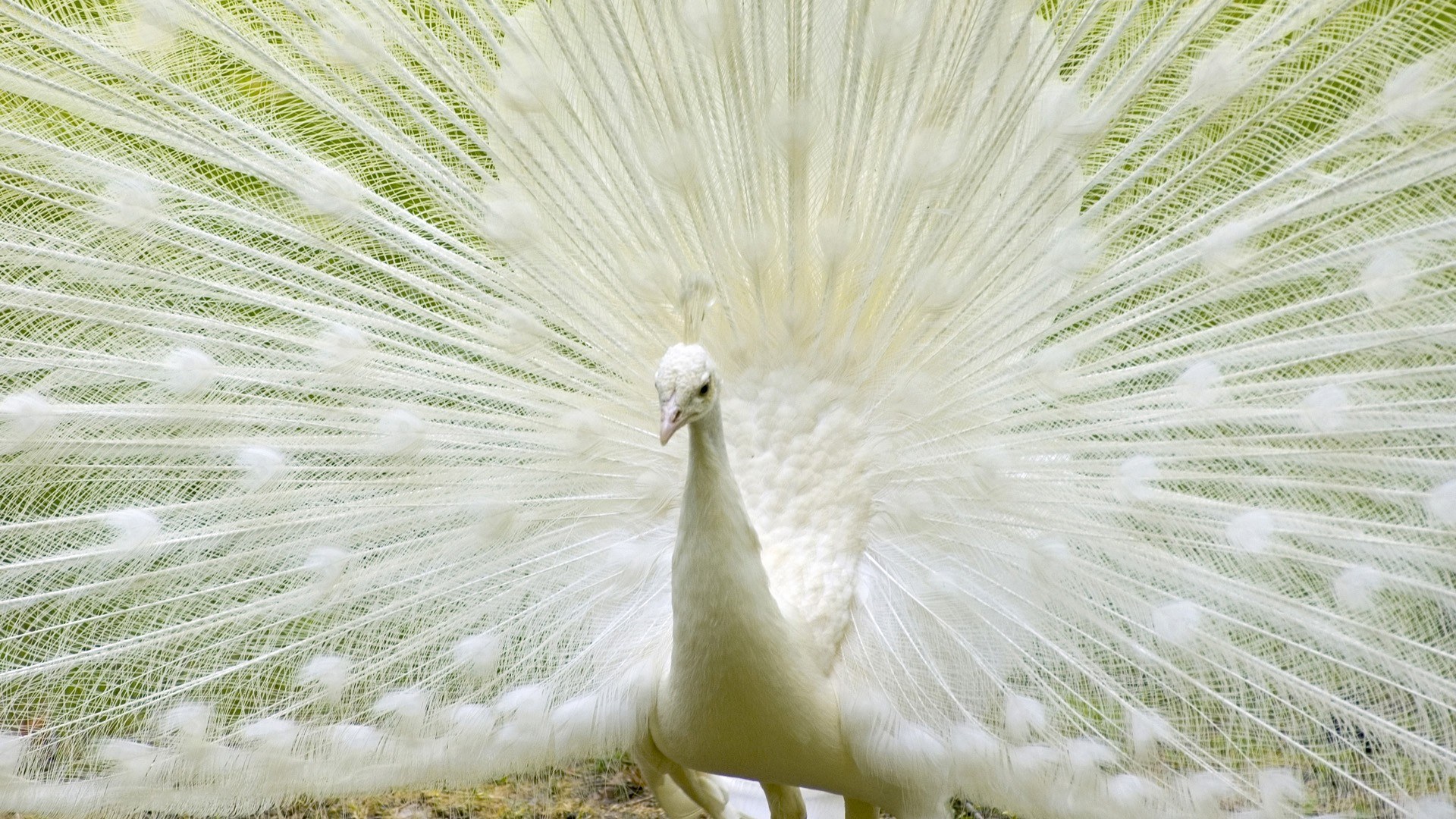 white peacock displaying feathers