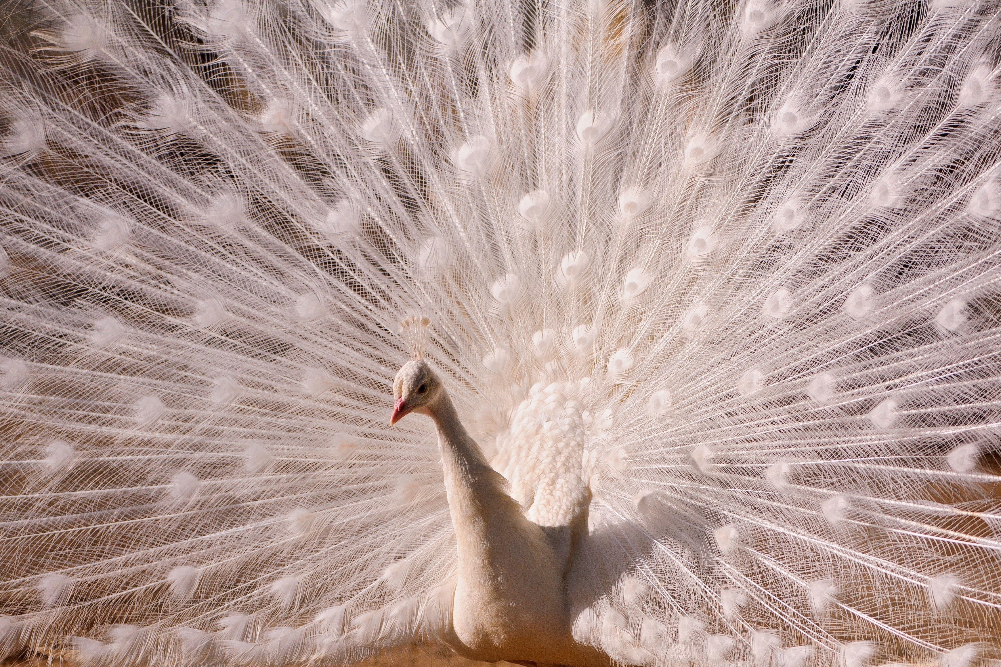 white peacock displaying feathers