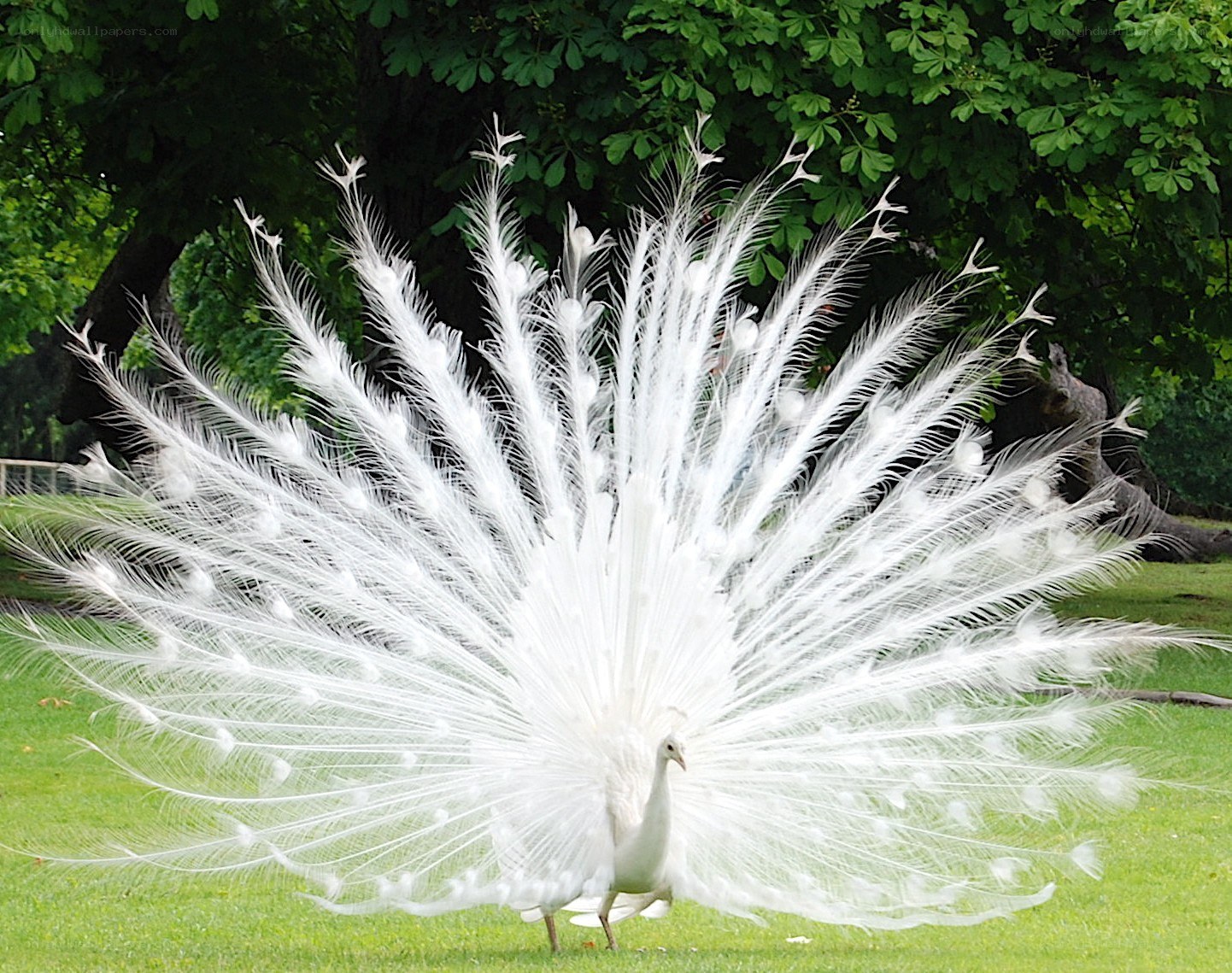 white peacock displaying feathers