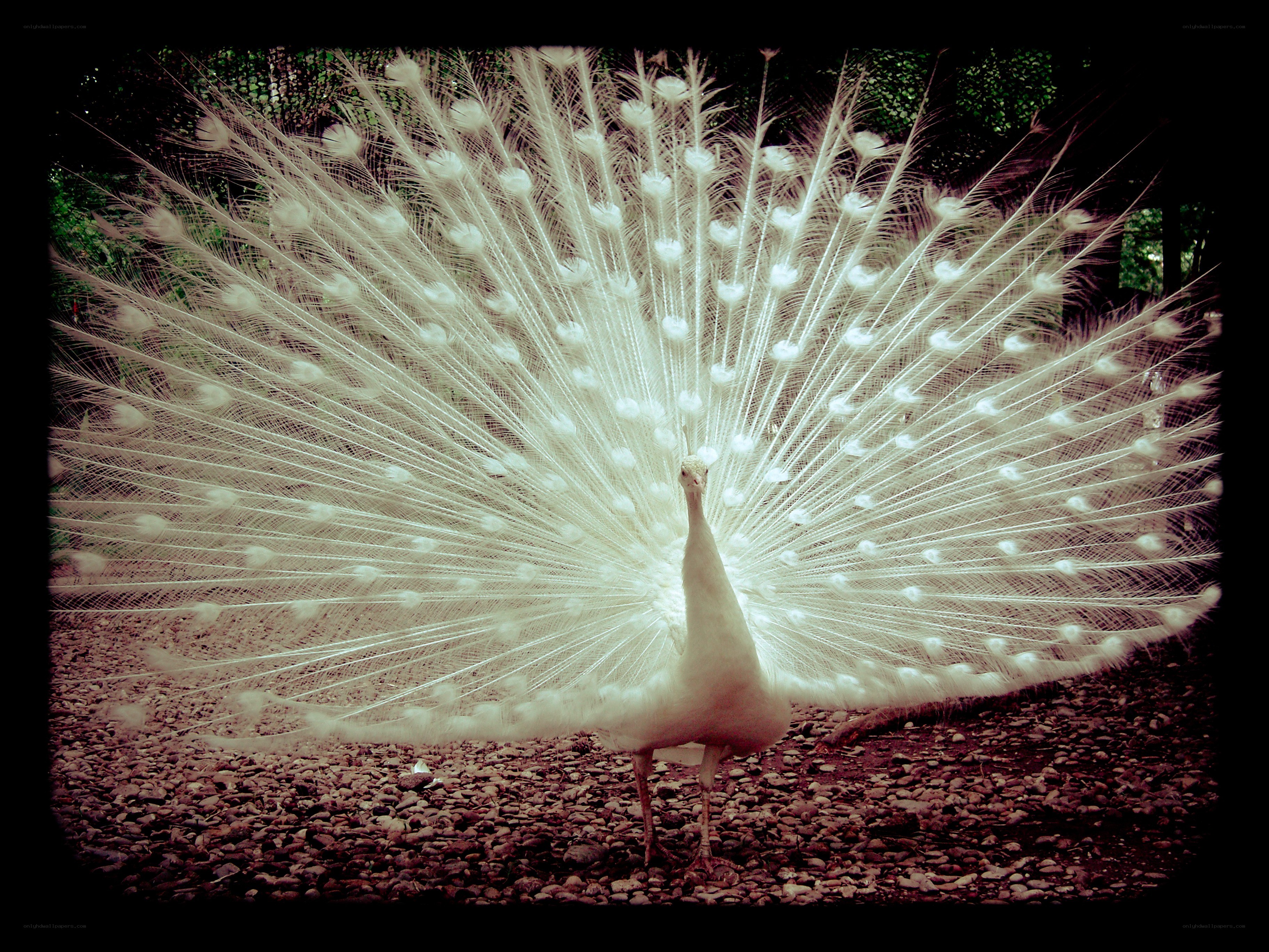 white peacock displaying feathers