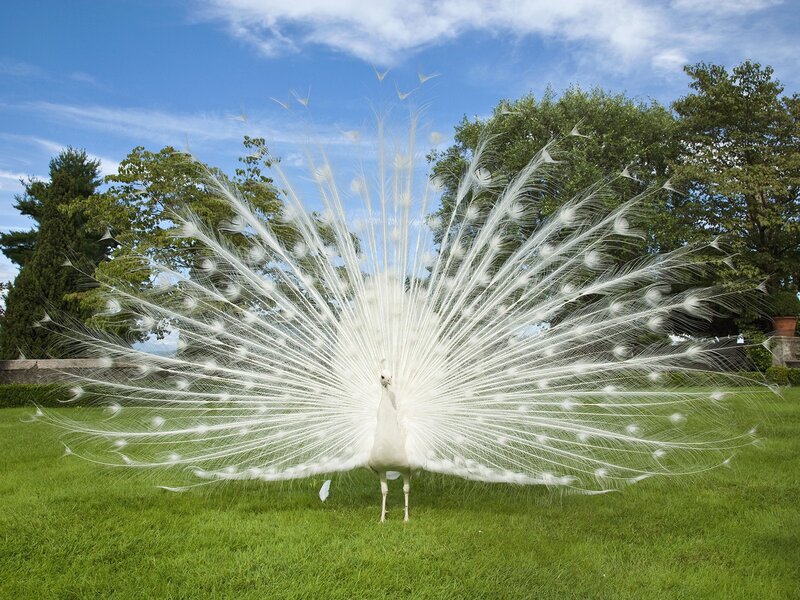 white peacock displaying feathers