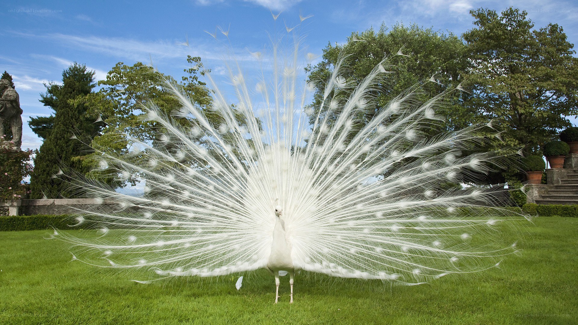 White peacock displaying feathers