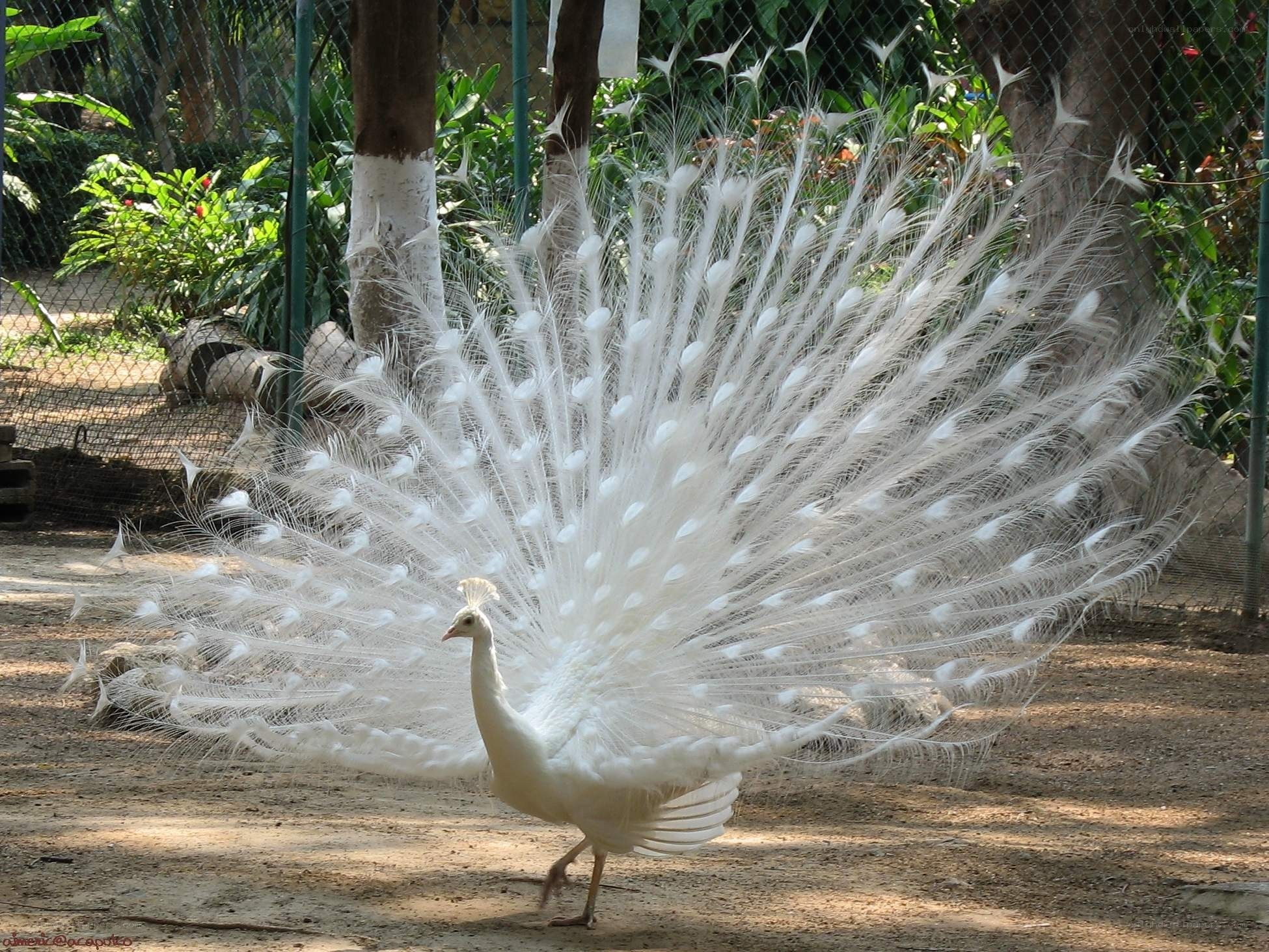 white peacock displaying feathers