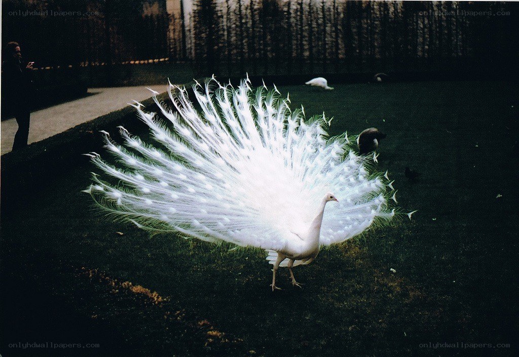 White peacock displaying feathers