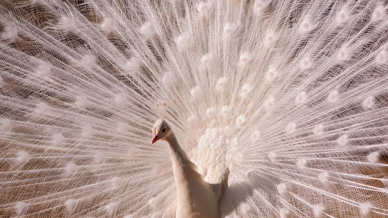 white peacock displaying feathers