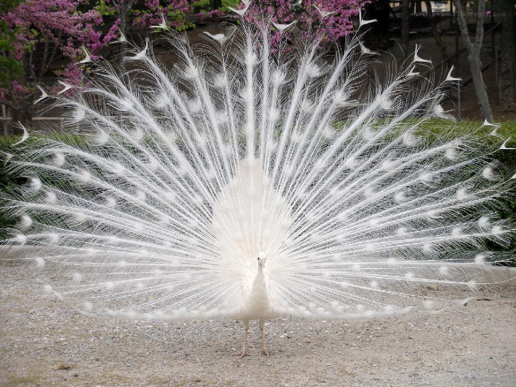white peacock displaying feathers