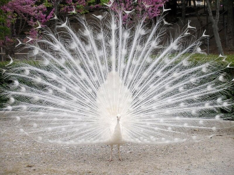 white peacock displaying feathers