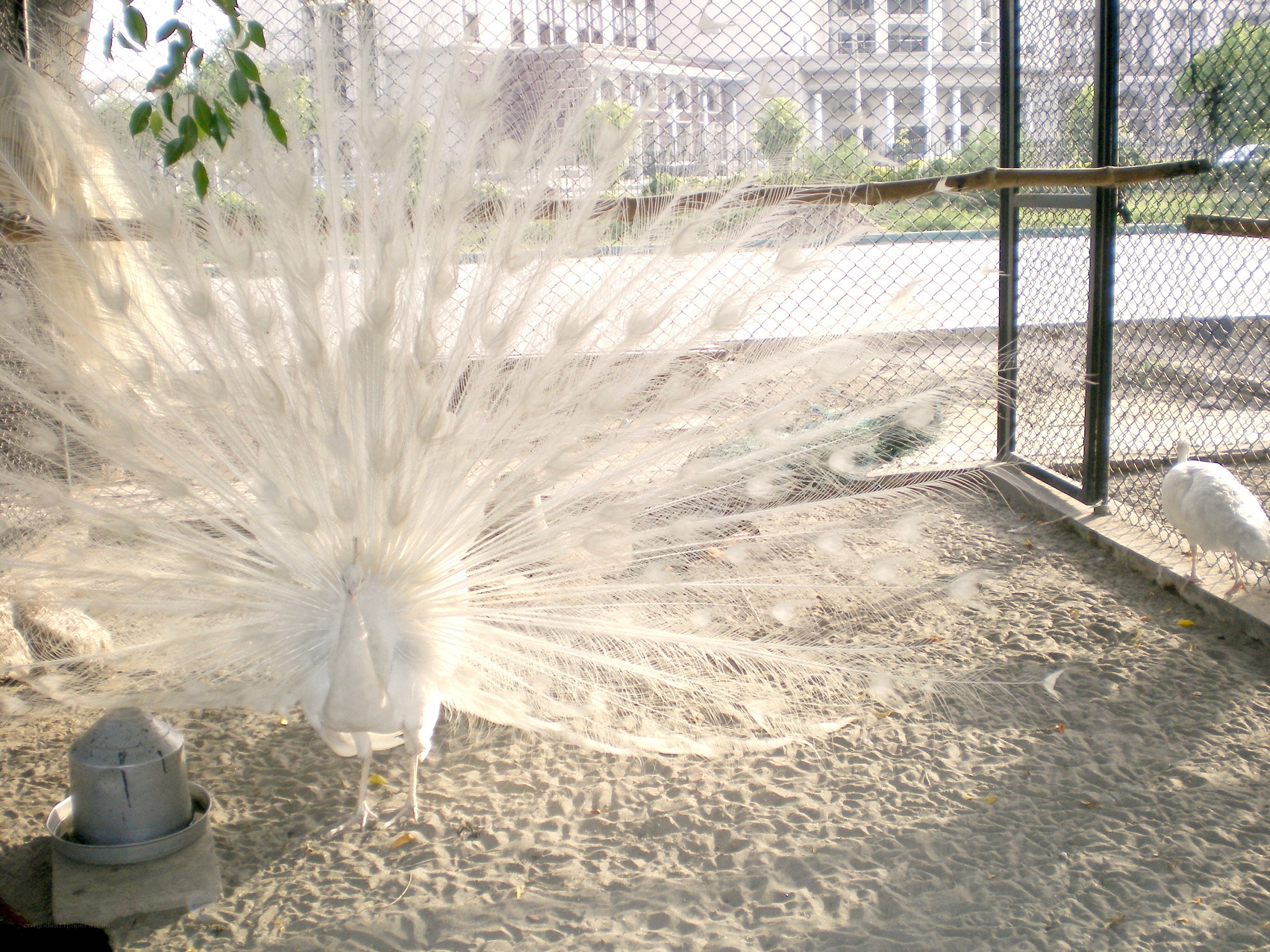 White peacock displaying feathers