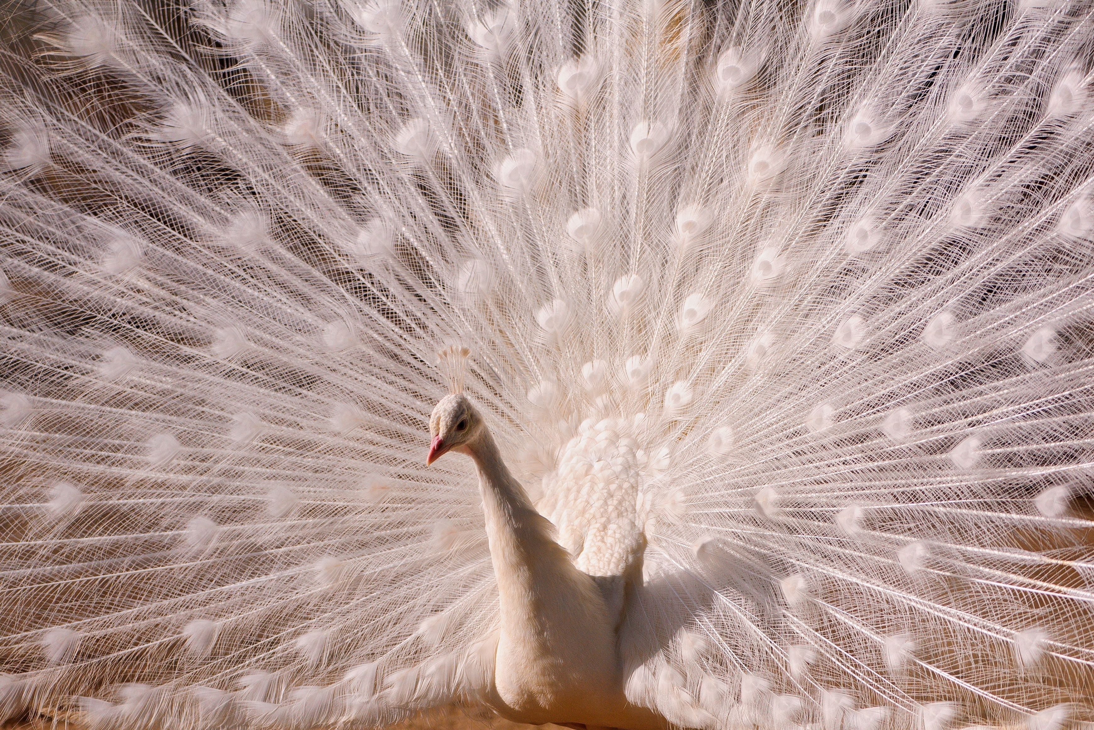 White peacock displaying feathers