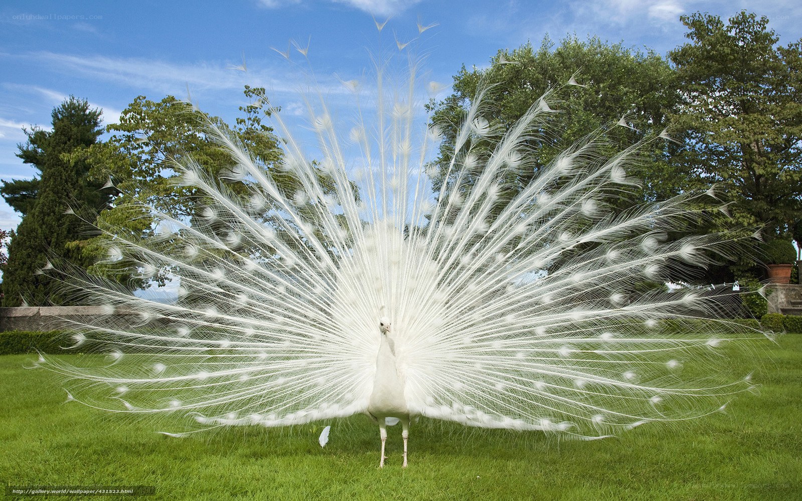 white peacock displaying feathers