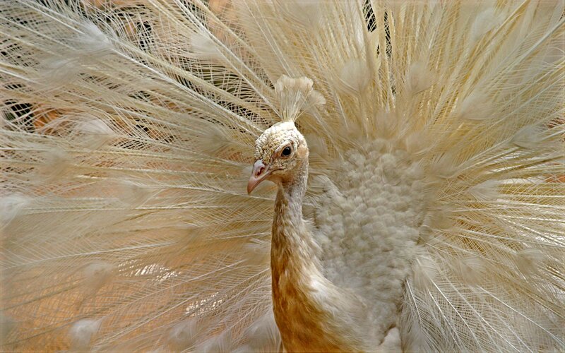 White Peacock Displaying Feathers — Calm