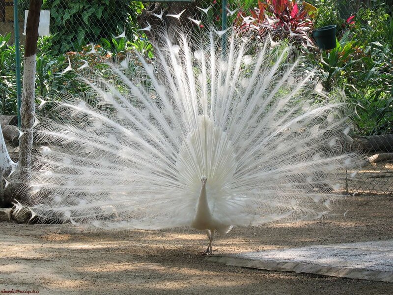 white peacock displaying feathers