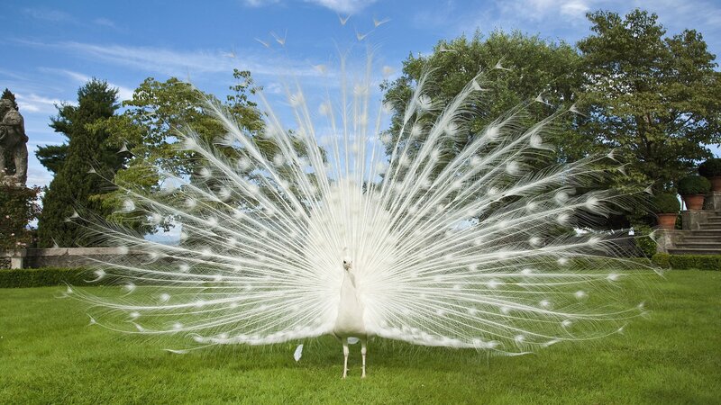 White Peacock Displaying — Green, Serene, Afternoon, Photograph