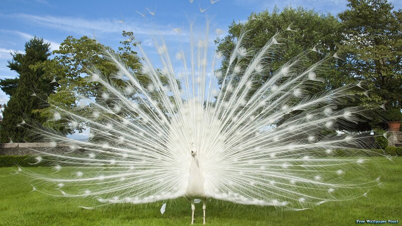 White Peacock Displaying — Green, Serene, Afternoon
