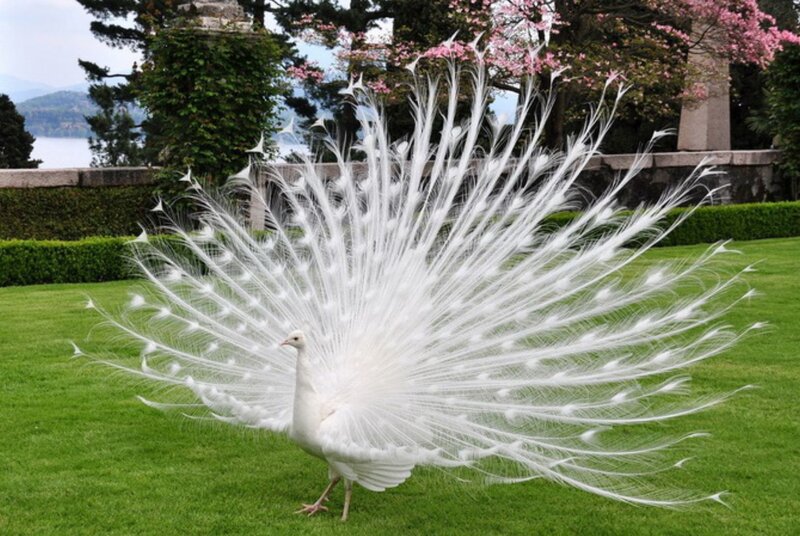 White Peacock Displaying — Green