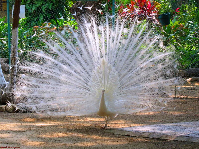 White Peacock Displaying — Natural, Afternoon