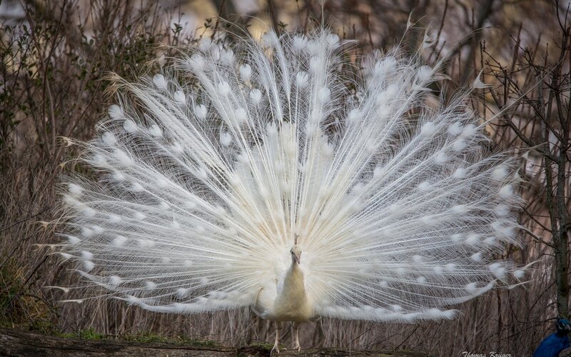 White Peacock Displaying — Natural, Autumn