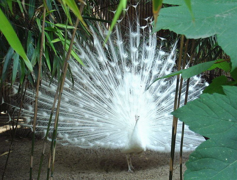 White Peacock Displaying — Natural