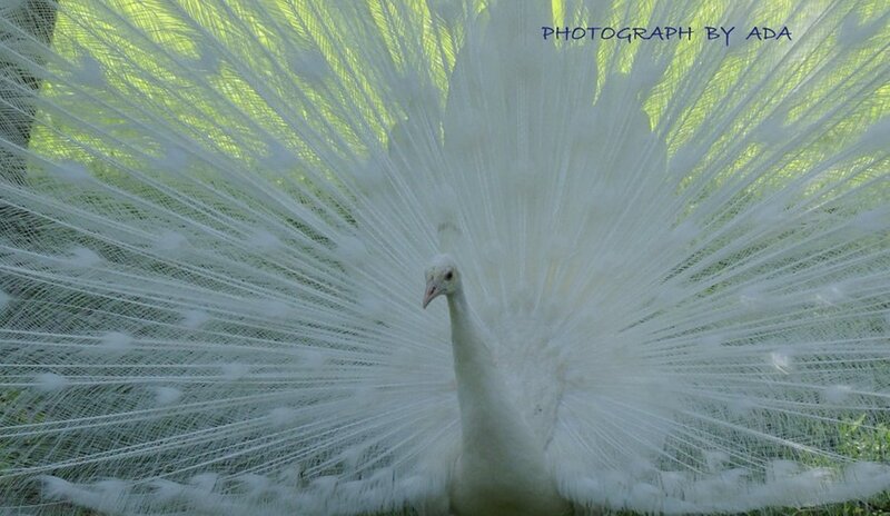White Peacock Displaying — Serene, Afternoon, Photograph, Feathers, Grass