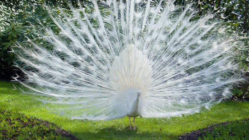 White Peacock Displaying — Serene, Afternoon, Photograph, Grass, Trees, Bird