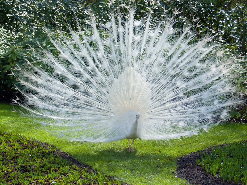White Peacock Displaying — Serene, Afternoon, Photograph, Grass, Trees