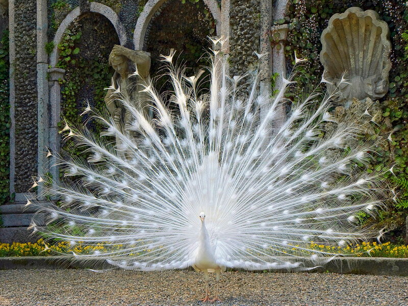 White Peacock Displaying — Serene, Afternoon, Photograph, Statue