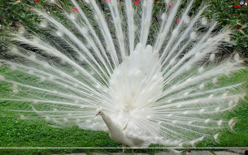 White Peacock Displaying — Serene, Afternoon, Photograph