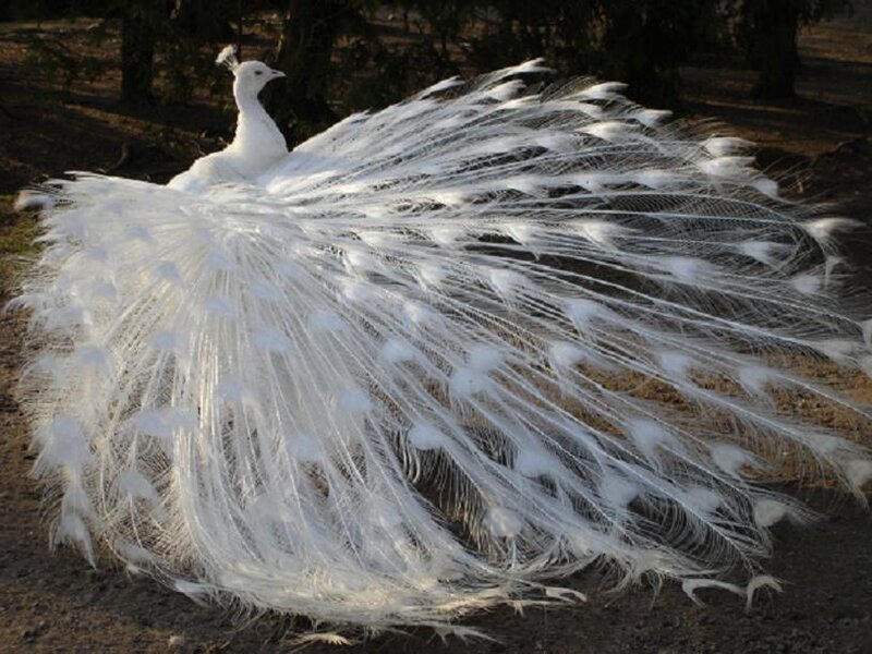 White Peacock Displaying — Serene, Afternoon, Photograph, Trees, Ground, Brown