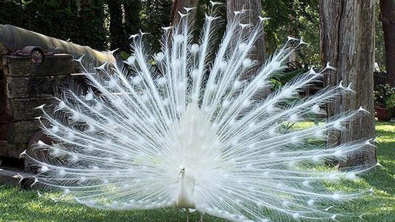 White Peacock Displaying — Serene, Afternoon, Photograph, Trees
