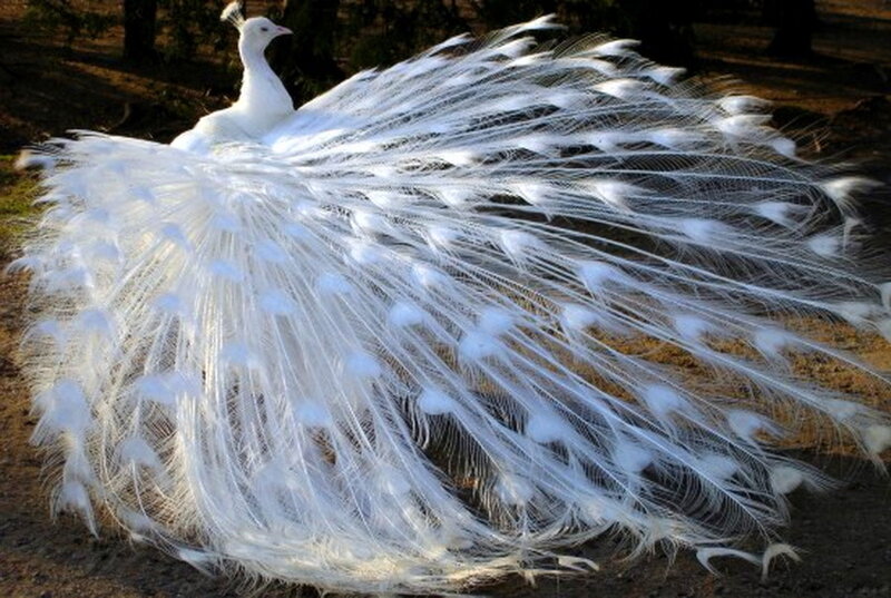 White Peacock Displaying — Serene, Afternoon