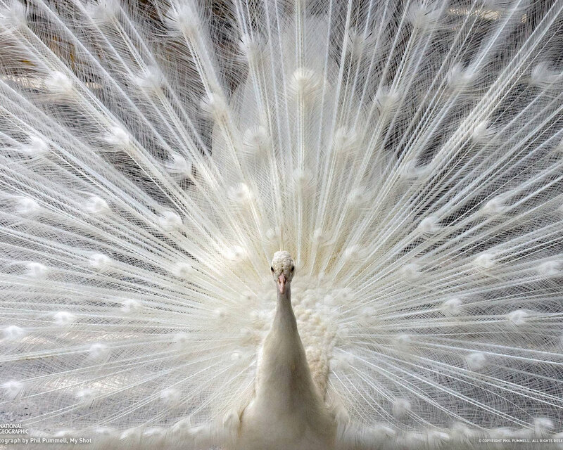 White Peacock Displaying — Serene, Photograph, Bird